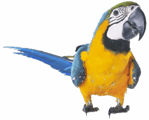 DelRay MultiMedia Missy Macaw