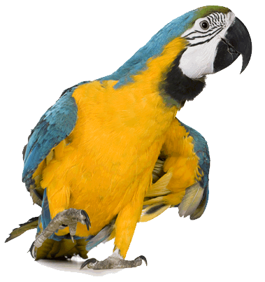 DelRay MultiMedia mascot